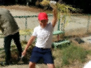 5年生が稲刈りをしています