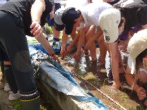 5年生が田植えをしています