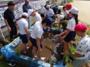 5年生が田植えをしています