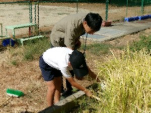 5年生が稲刈りをしています