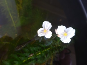 アナカリス花