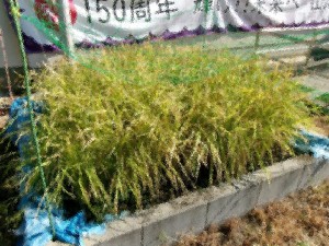 5年生が育てた稲にお米が実りました。